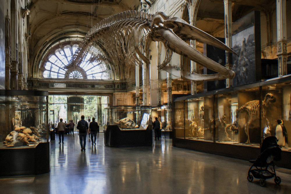 Visitors walking through a brightly lit museum gallery with large natural history displays