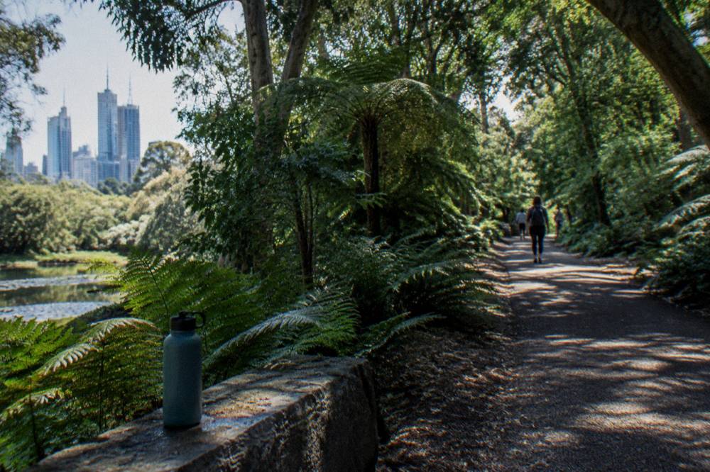 Dense green planting and a shaded walking path in the Royal Botanic Gardens Melbourne