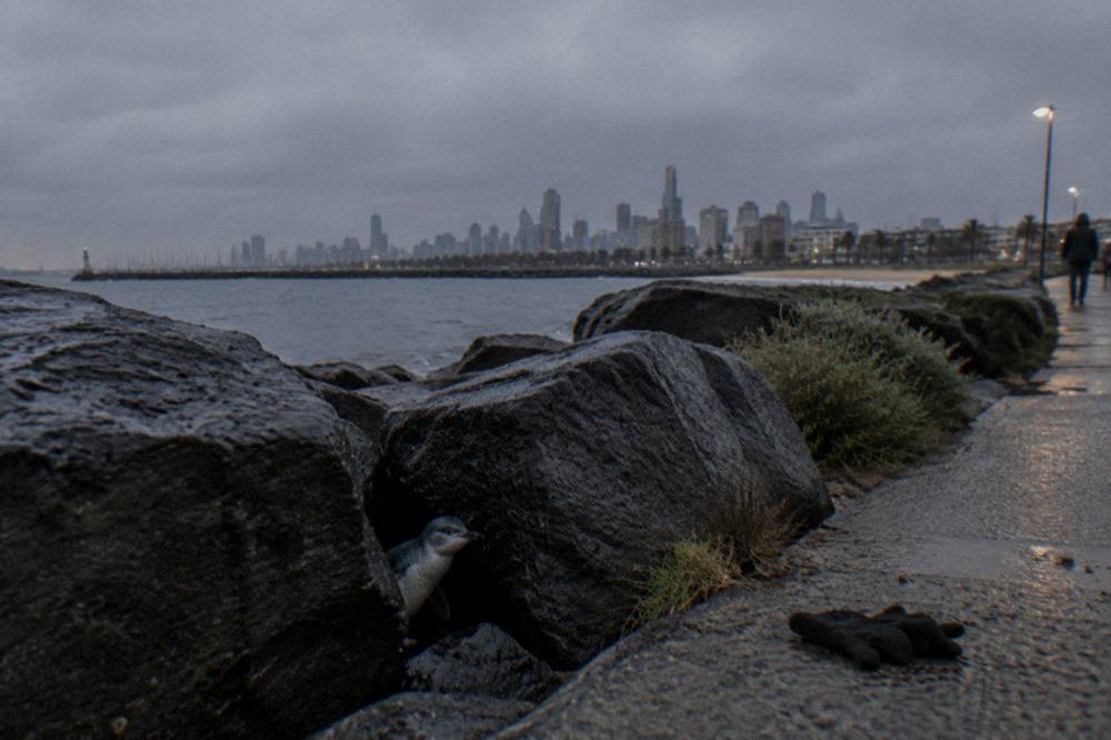 A little penguin emerging from rocks at the St Kilda breakwater in low light